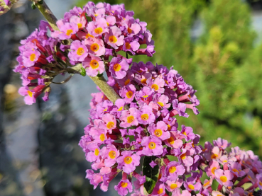 Buddleja davidii Flower Power Bicolor - Sommerflieder